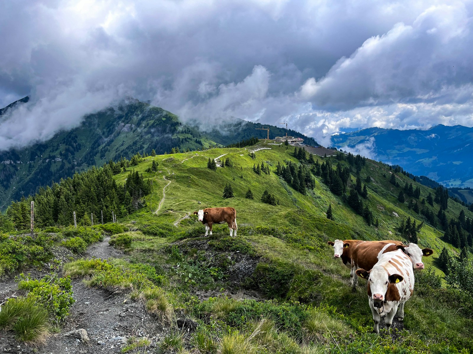 a couple of cows standing on top of a lush green hillside